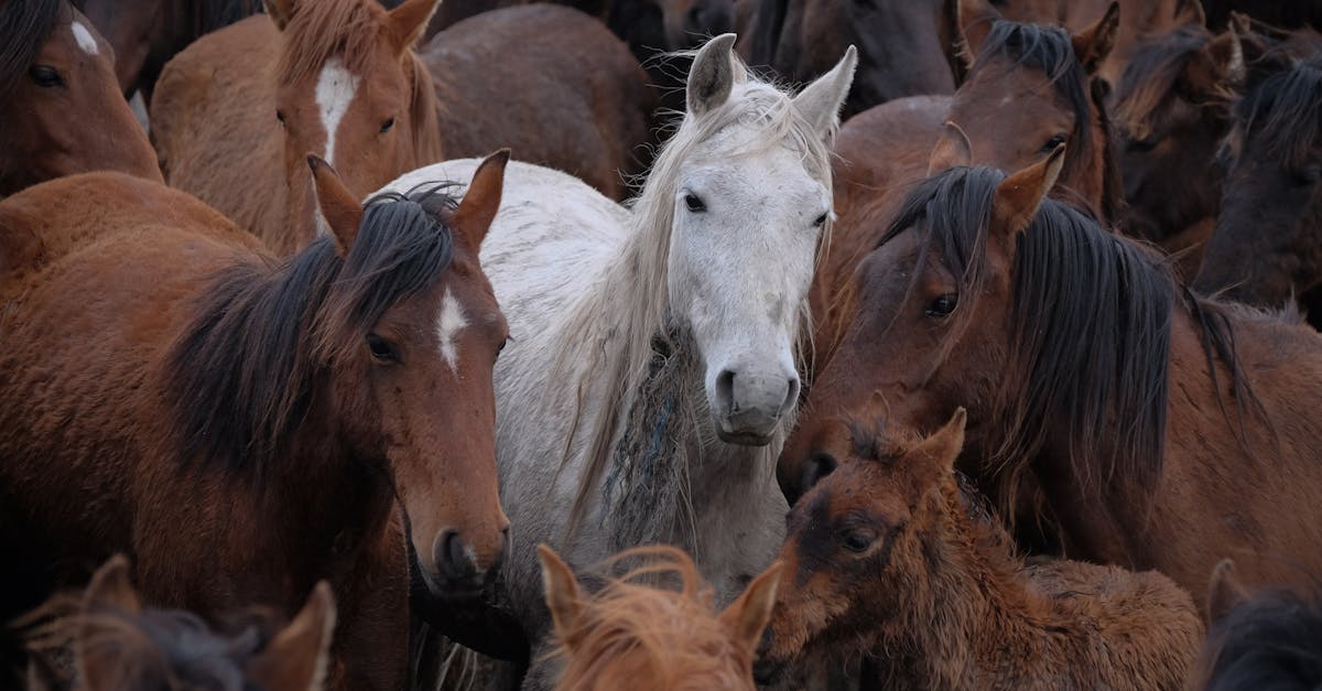 Cosa rende i cavalli lipizzani così unici e speciali?