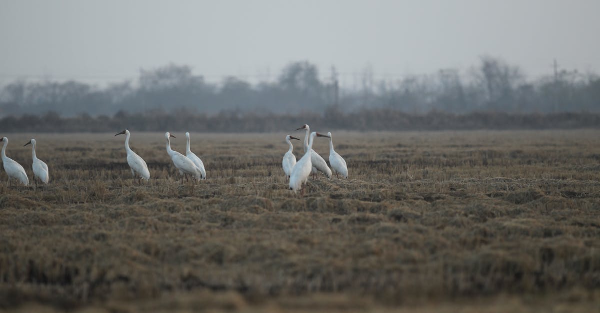 Perché gli uccelli migrano verso sud in inverno?