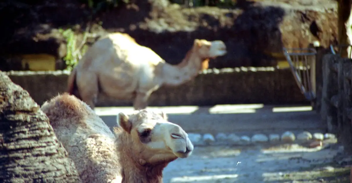 Perché i cammelli hanno 2 gobbe e i dromedari 1?