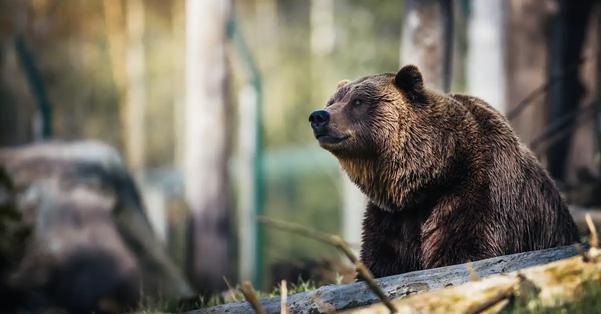 Qual è l'orso più grande: Kodiak o Grizzly? Scoprilo!