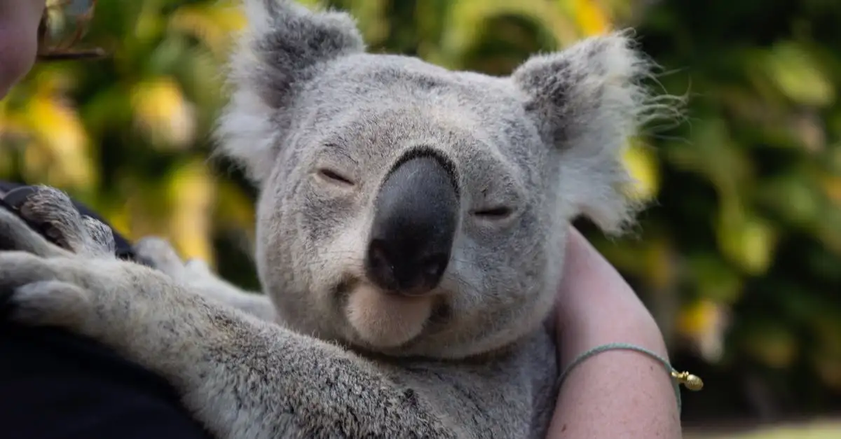 Quali sono gli animali unici che vive solo in Australia?