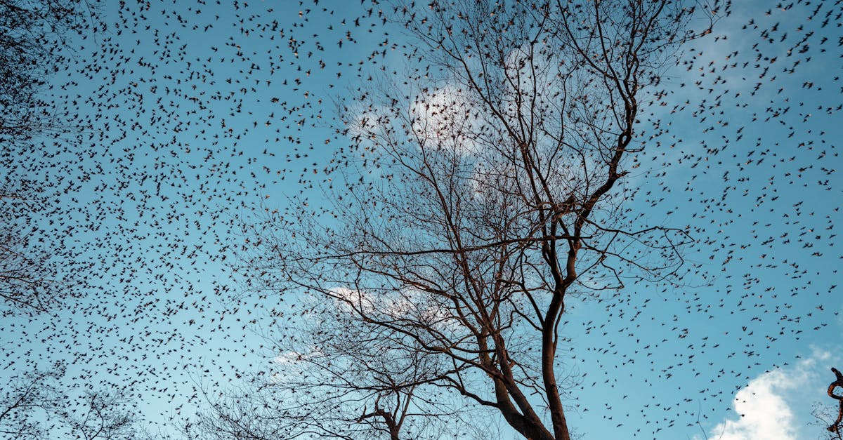 Quali sono gli uccelli comuni nei Paesi Bassi?