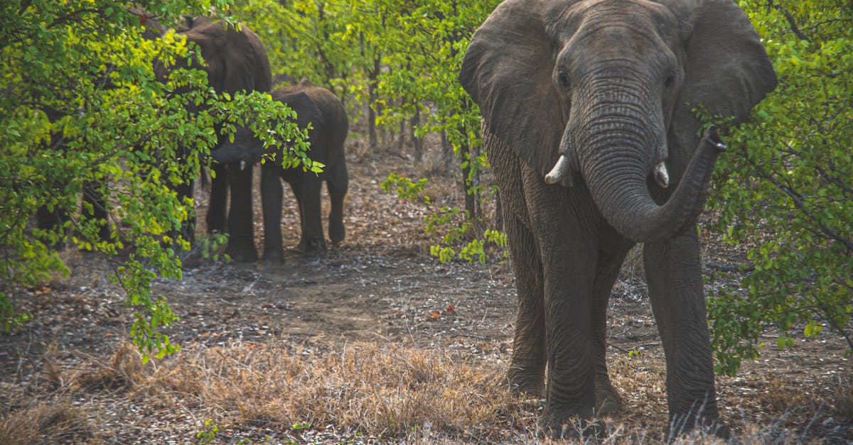 Quali sono i diversi tipi di elefanti? Scoprilo ora!