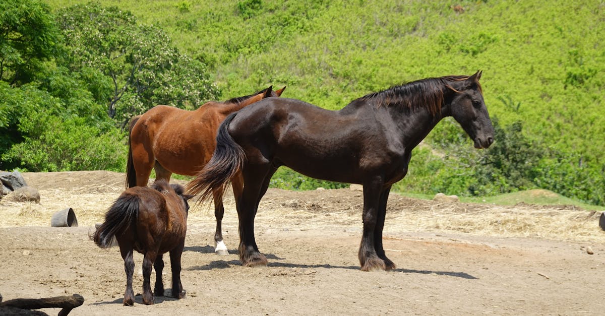 Quali tribù indiane praticavano l'allevamento di cavalli?
