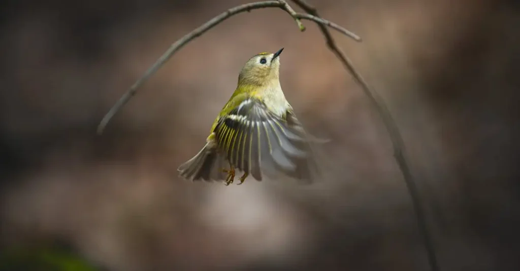 Come imparano a volare i giovani uccelli?