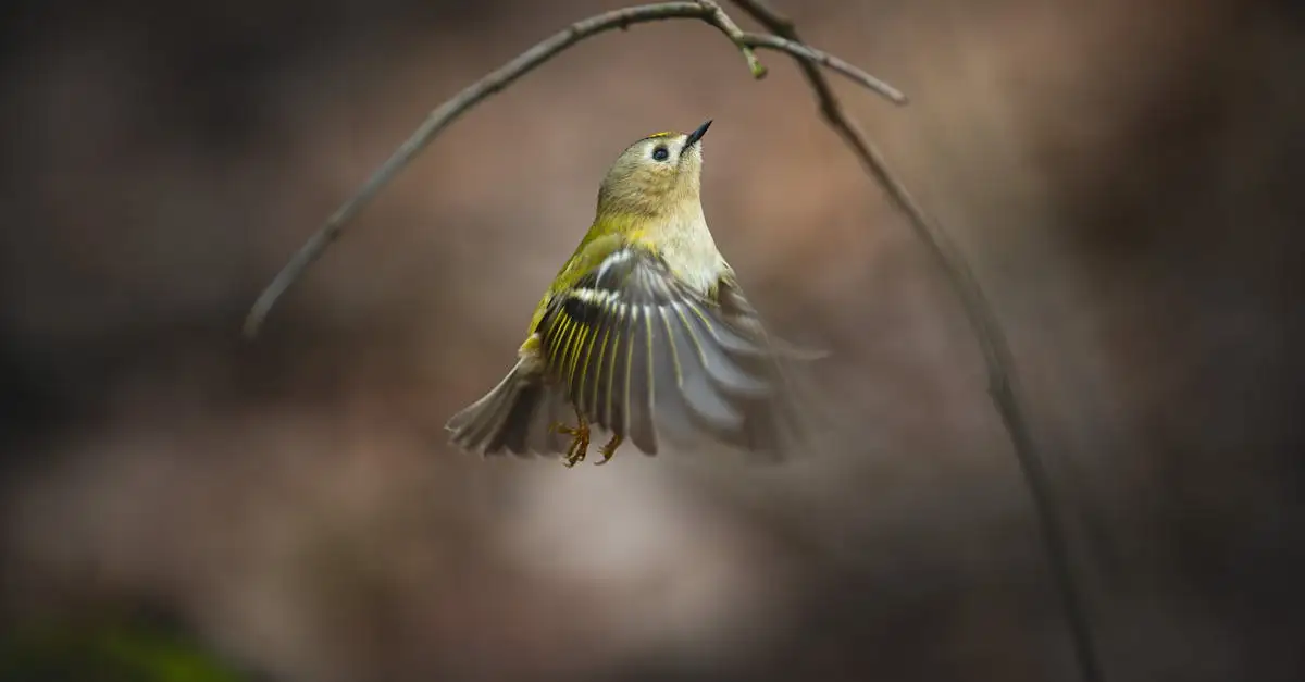 Come imparano a volare i giovani uccelli?