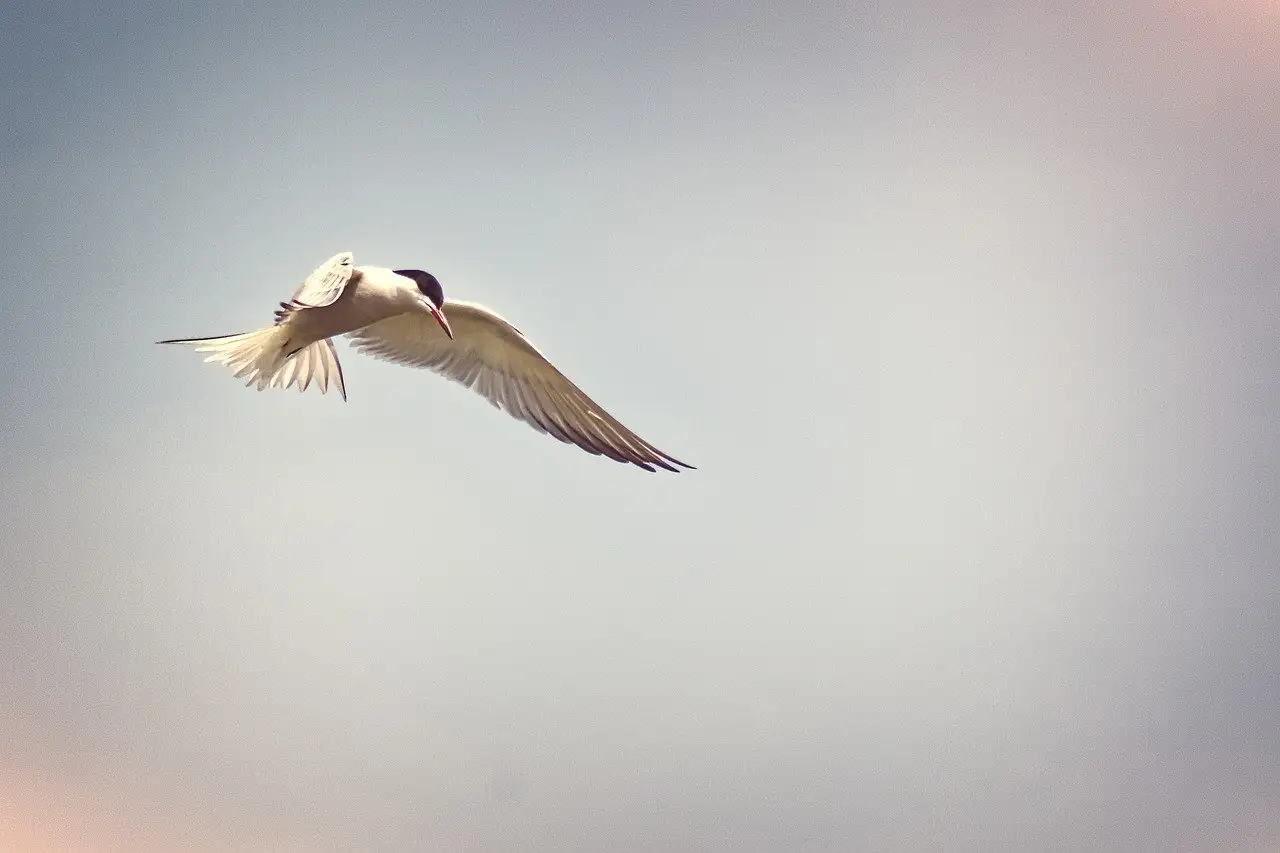 Quali uccelli migrano lontano come i gabbiani?