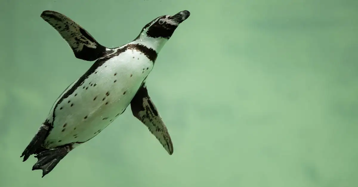 Come si immergono i pinguini per cercare cibo?