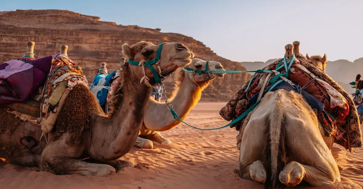 Cosa nascondono i paesaggi rocciosi di Petra? Scoprilo!
