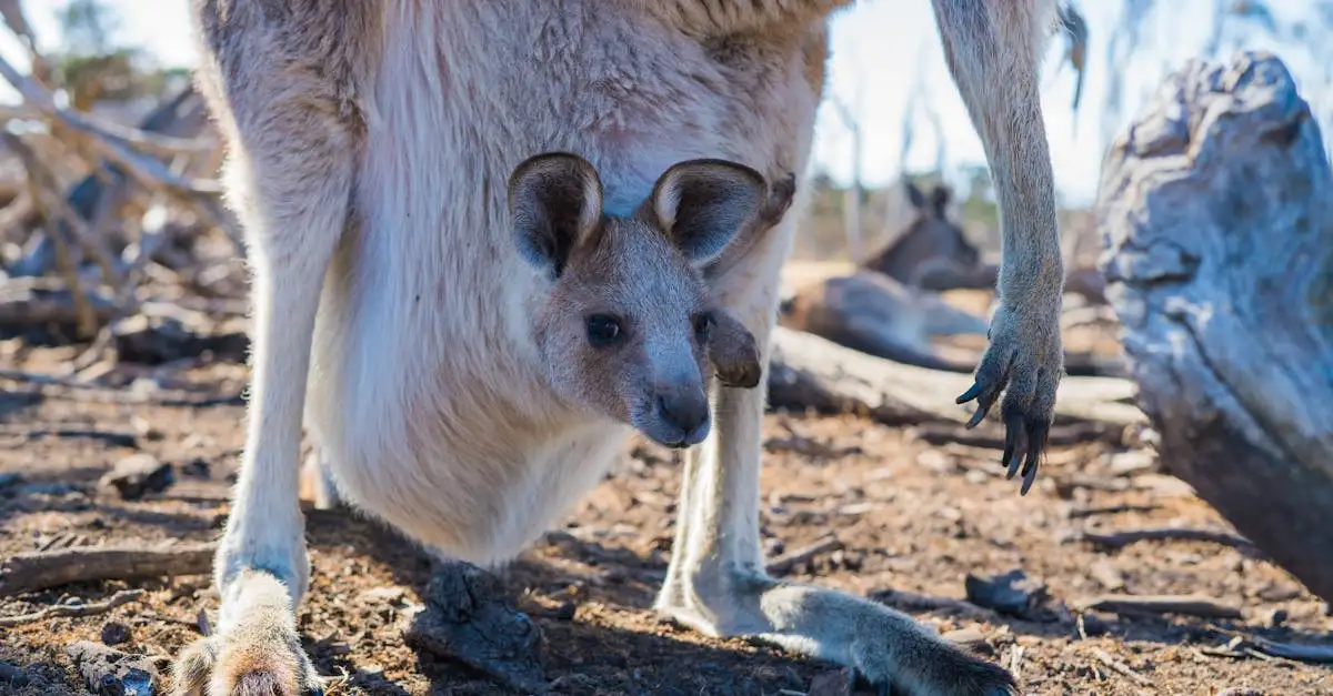 Quali sono gli animali unici di Kangaroo Island?