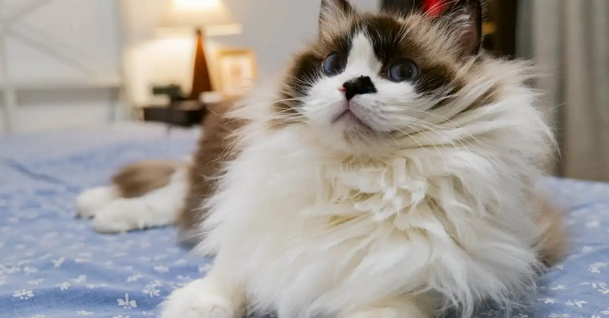 Quali sono i vantaggi della sterilizzazione dei gatti?