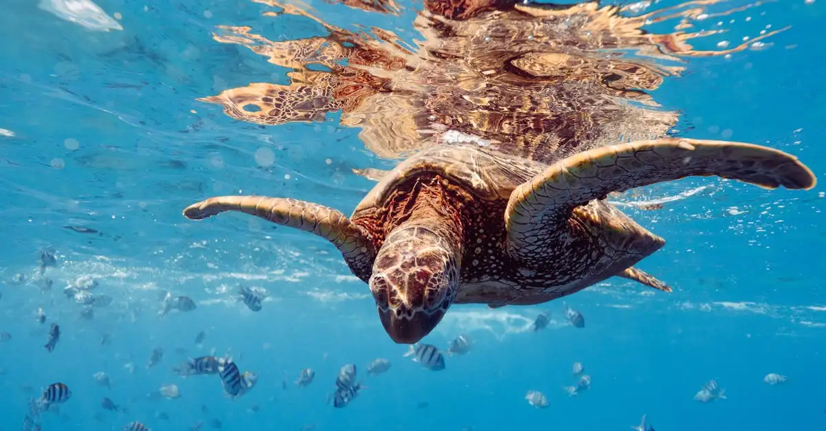 Cosa rappresenta la storia della tartaruga cosmica?