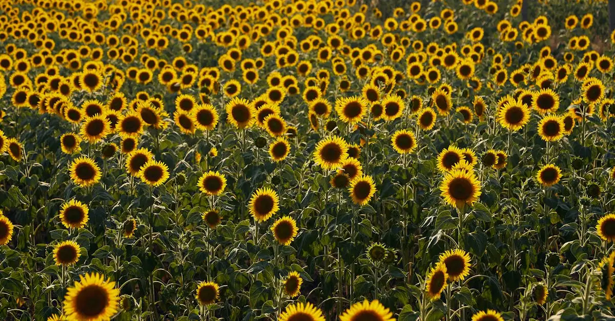 Chi sono le stelle dei Girasoli e perché sono famose?