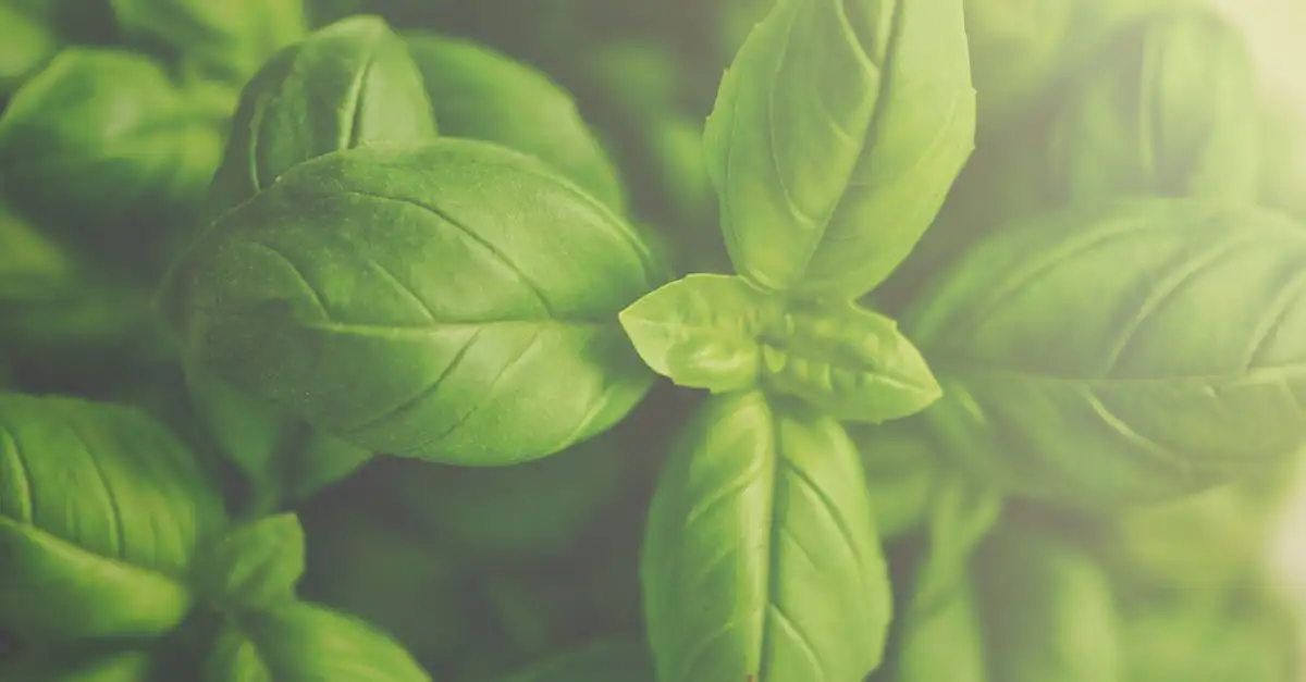 Come il basilico può migliorare la tua digestione?