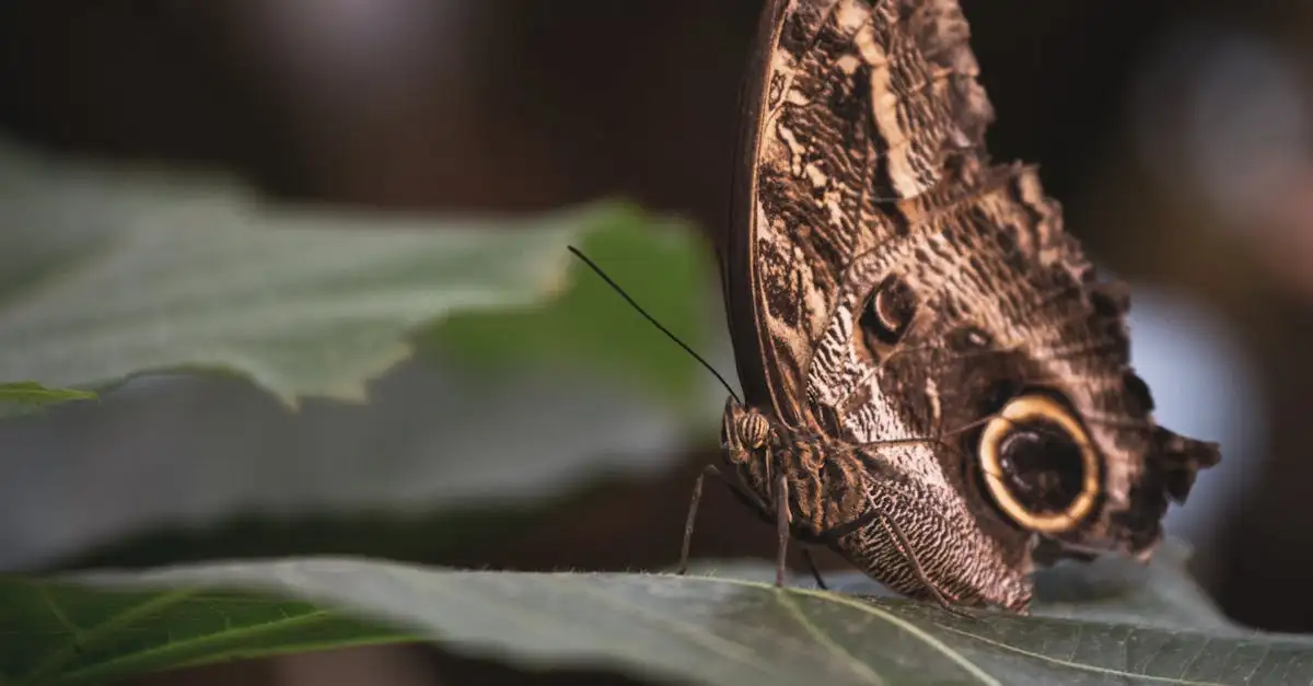Come si adattano gli animali selvatici al loro habitat?