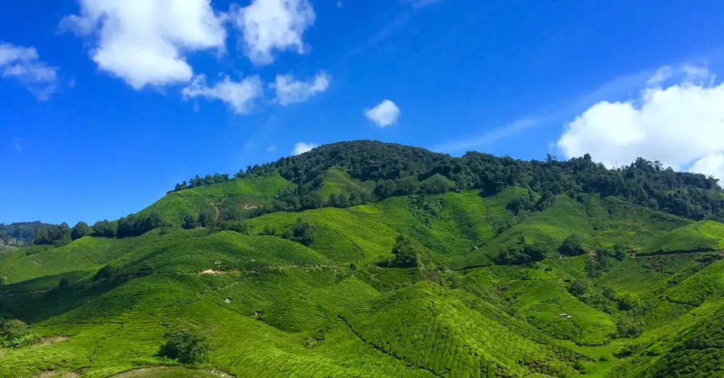 Cosa visitare nelle verdi colline delle Cameron Highlands?
