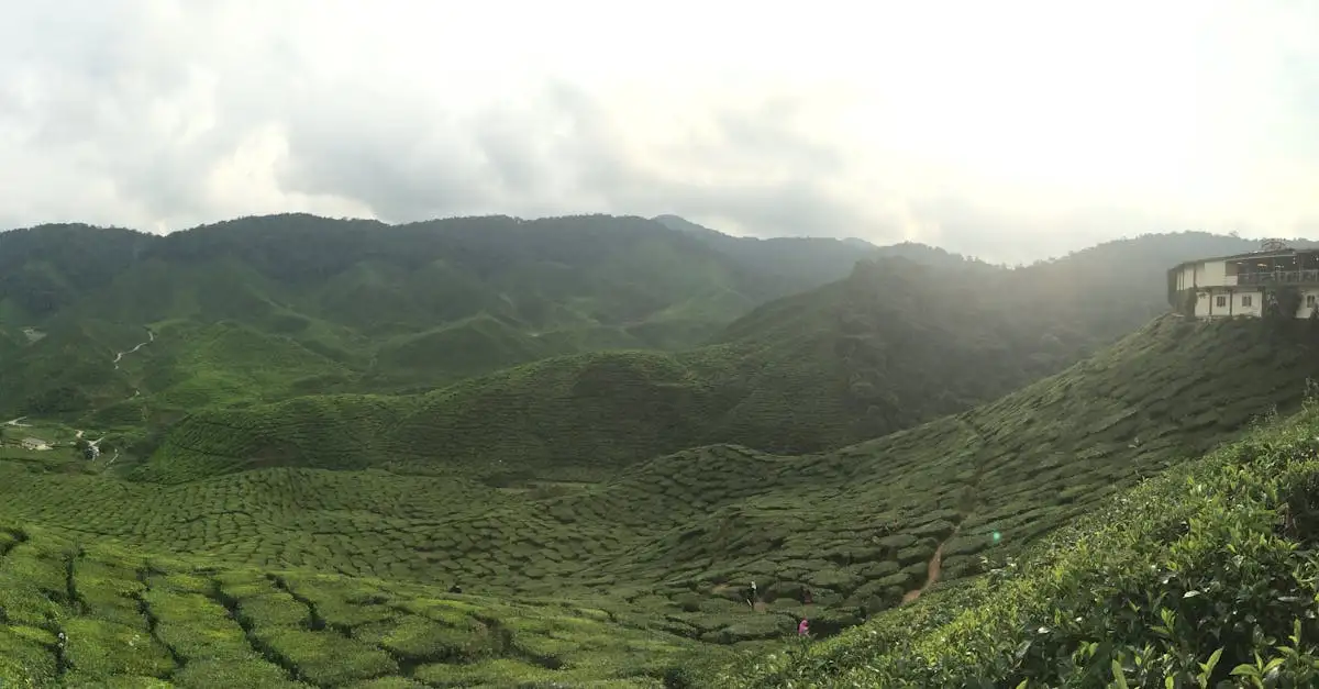 Cosa visitare nelle verdi colline delle Cameron Highlands?