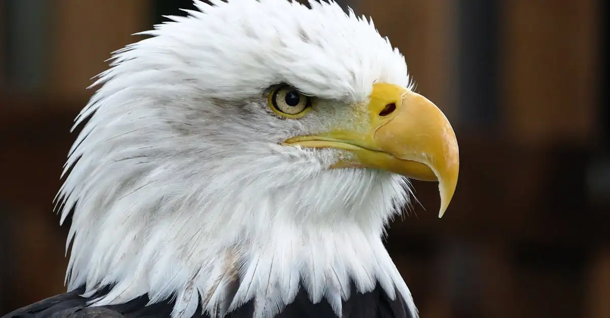 Quanto vede veramente un'aquila? Scoprilo ora!