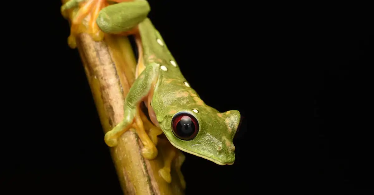 Come influenzano le foreste pluviali la biodiversità animale?