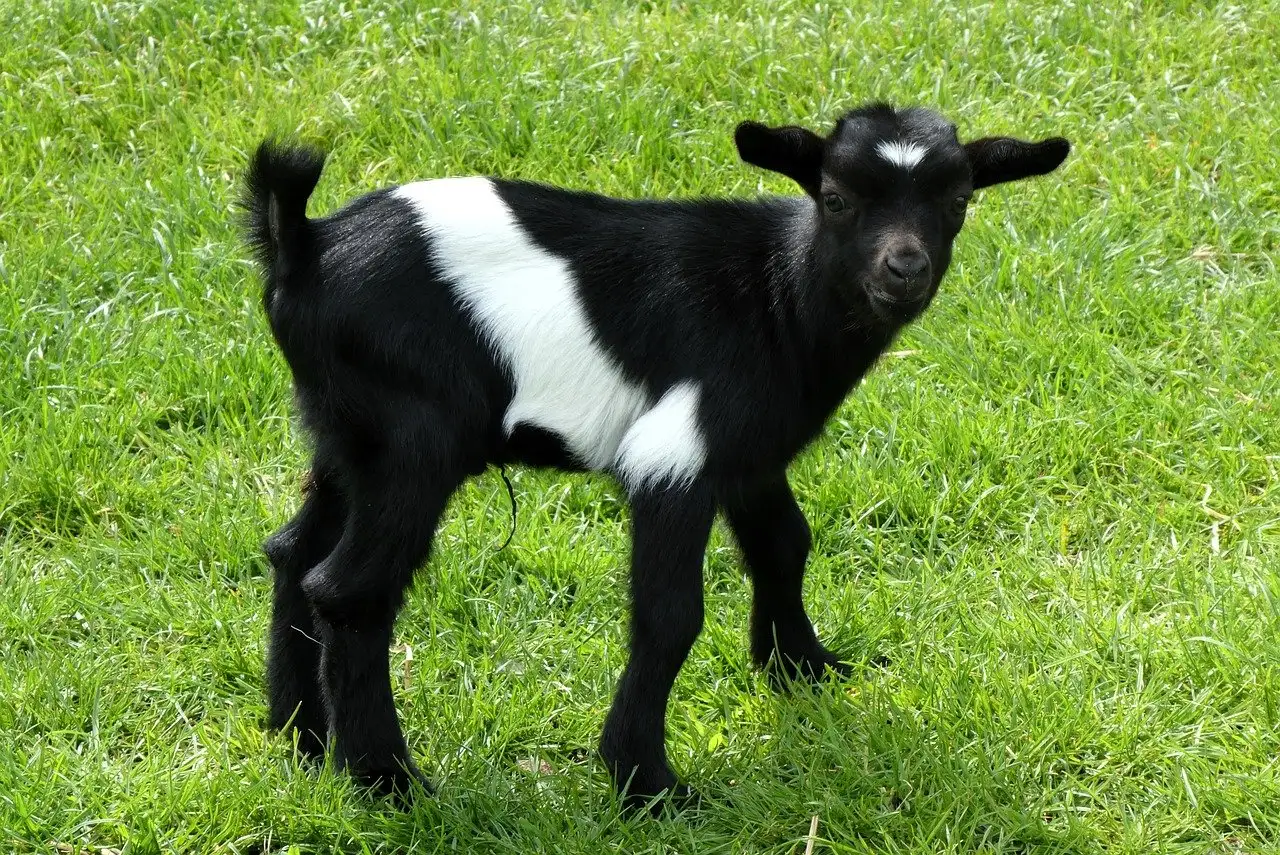 Come riconoscono gli animali il proprio odore?