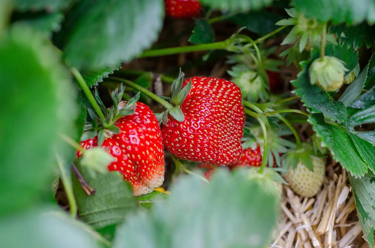 Fragole: Quanti grammi possono diventare pericolosi?