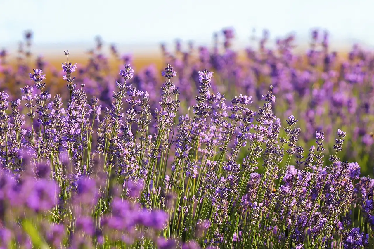 La lavanda aiuta davvero a ridurre il mal di testa?