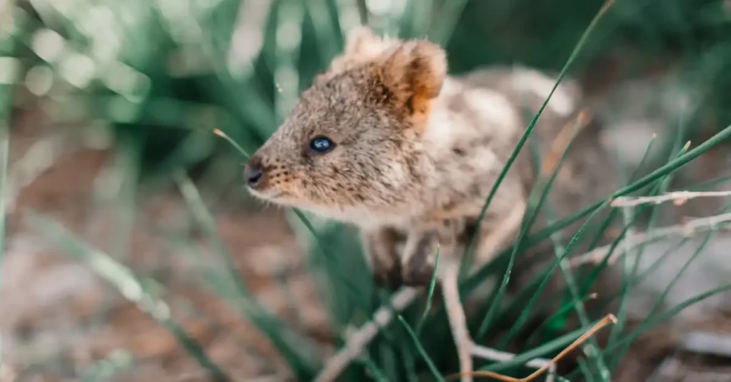 Perché i quokka sono l'orgoglio dell'Isola Rottnest?