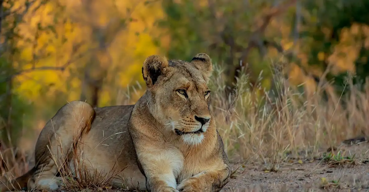 Perché il Parco Nazionale del Serengeti è così famoso?