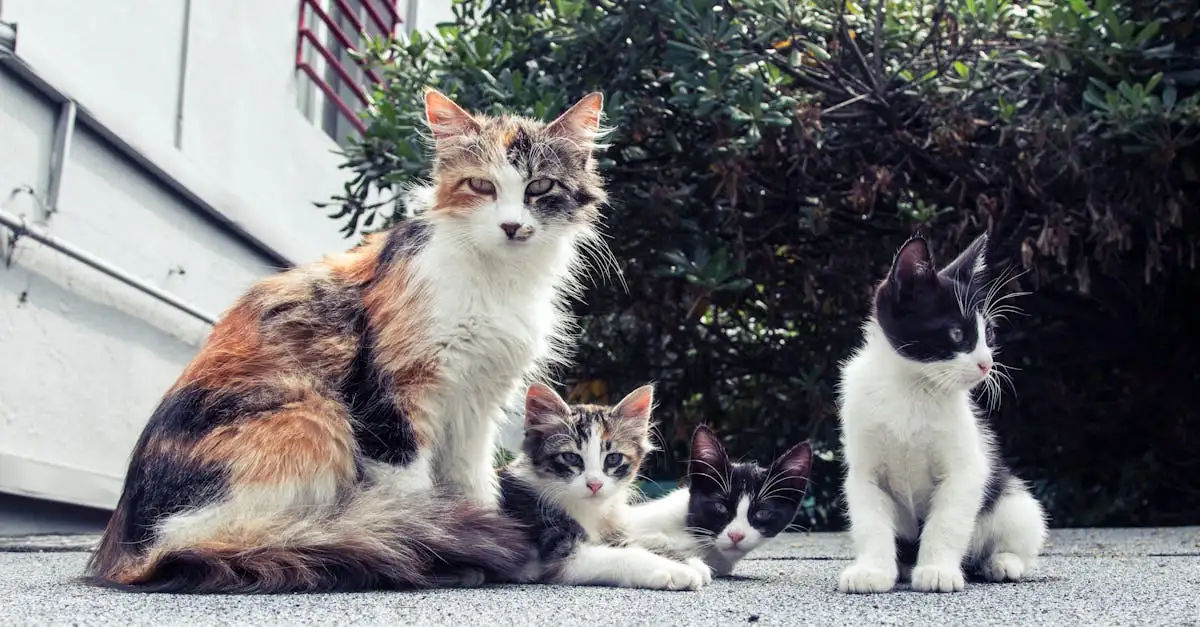 Come reagiscono i gatti agli altri animali domestici?