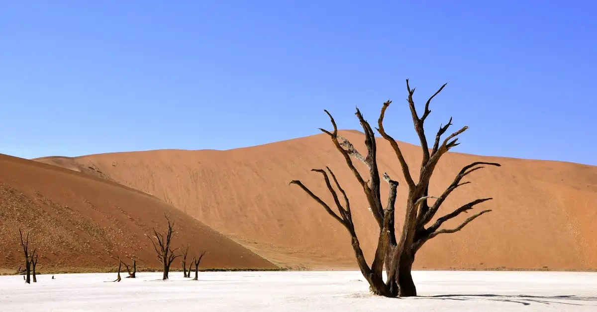 Dove si trovano le famose dune del deserto di Namib?