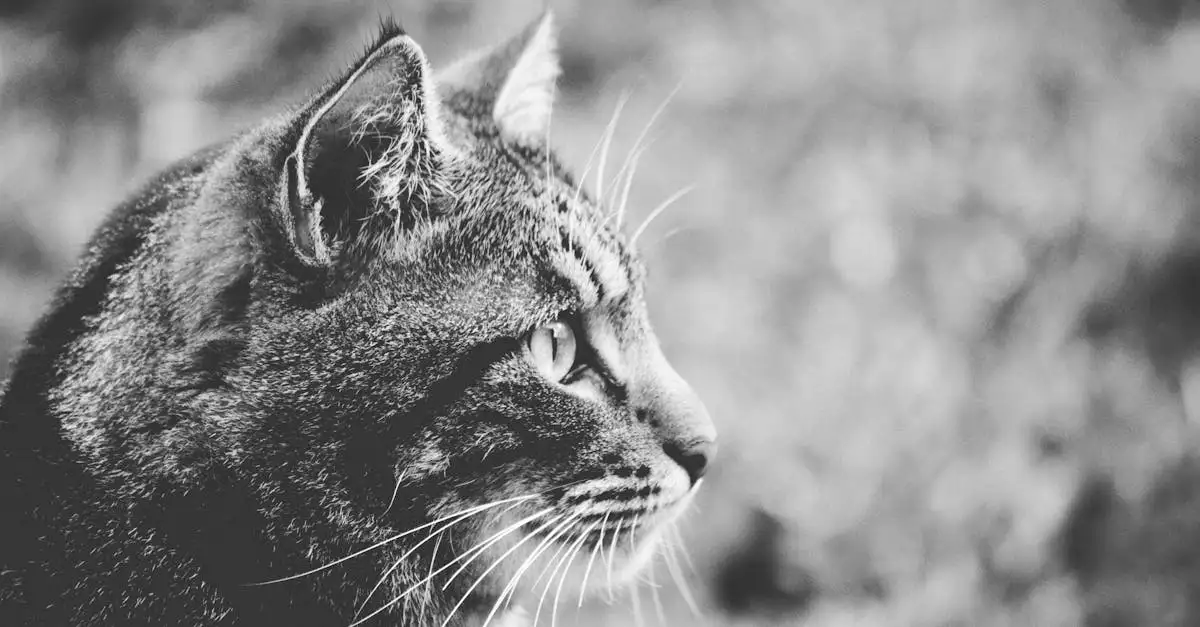 Qual è il nome scientifico del gatto domestico? Scoprilo!