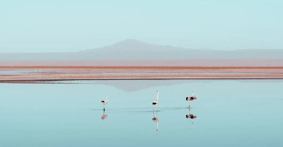 Quali uccelli vivono in colonie come i fenicotteri?