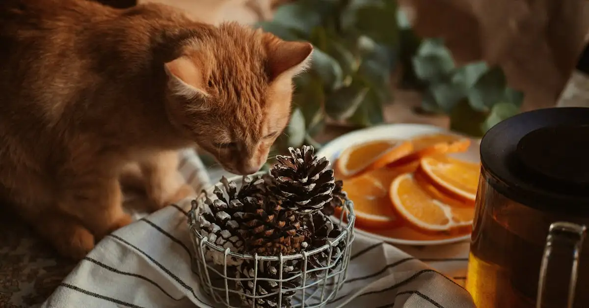 Come reagiscono i gatti a suoni e odori? Scoprilo!