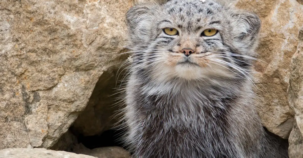 Come si adattano i gatti ai diversi climi del mondo?