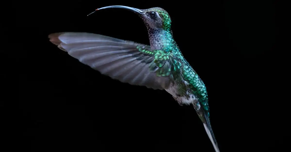 Cosa scoprire nelle foreste nebbiose di Monteverde?