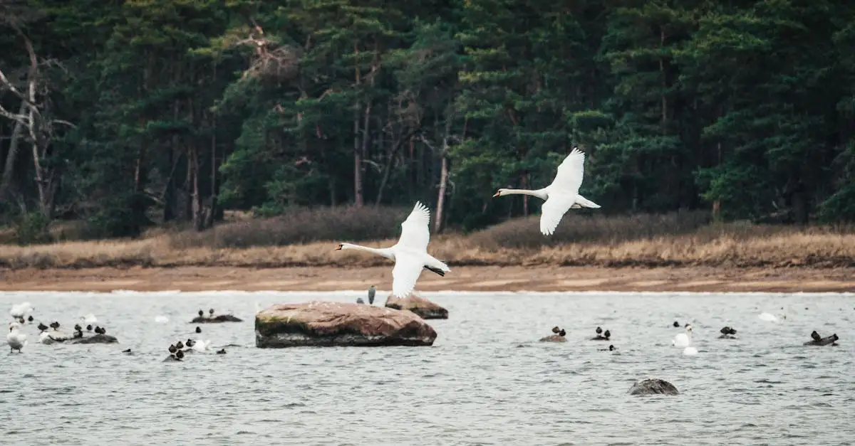 Gli uccelli possono dormire mentre volano? Scopri di più!