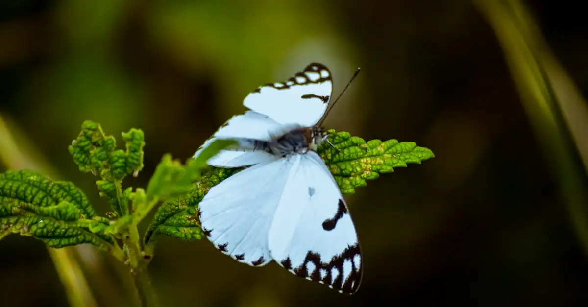 Le farfalle usano le ali per camuffarsi?