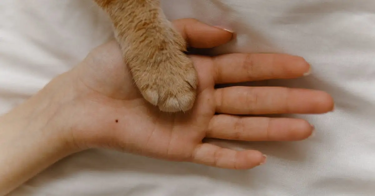 Perché i gatti sono i migliori amici per gli anziani?