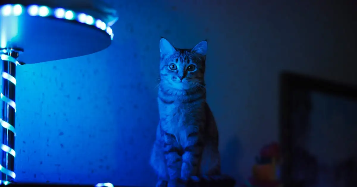 Quanto è vero che i gatti vedono al buio?