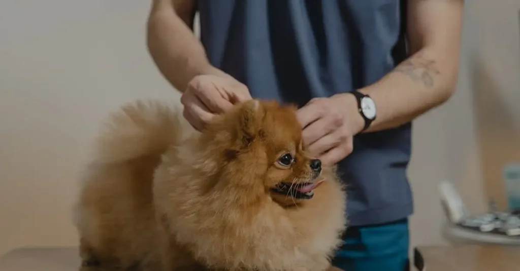 Quanto può vivere un Pomerania? Scopri la risposta!