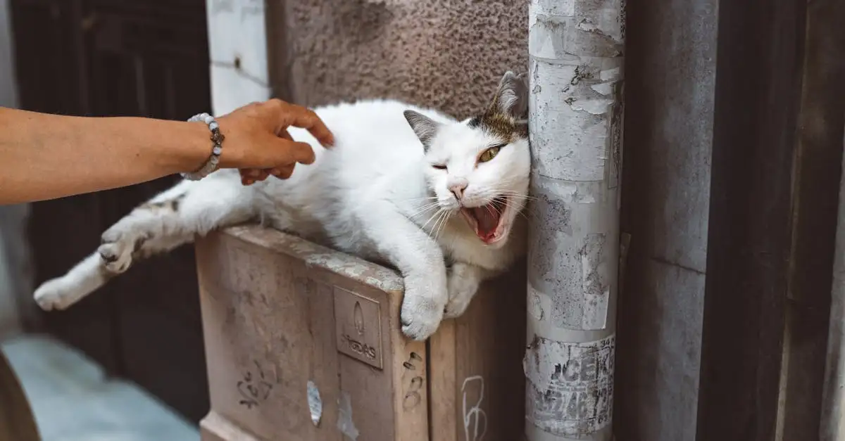 Quanto spesso dovresti cambiare la lettiera per gatti?