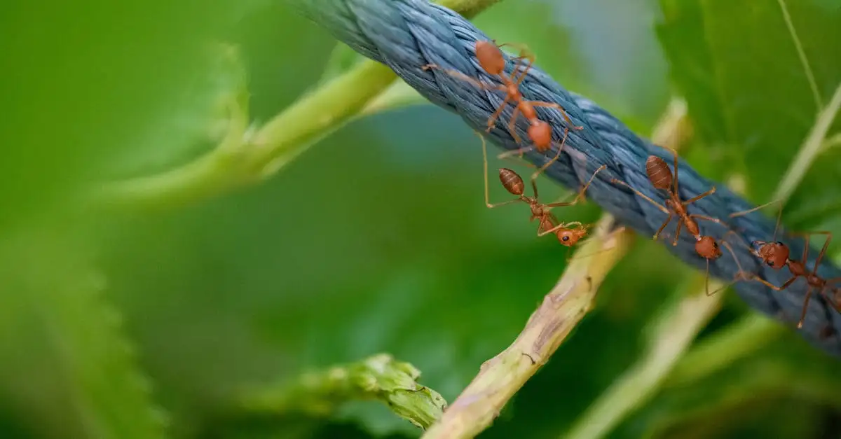 Qual è l'importanza delle formiche nell'ecosistema?