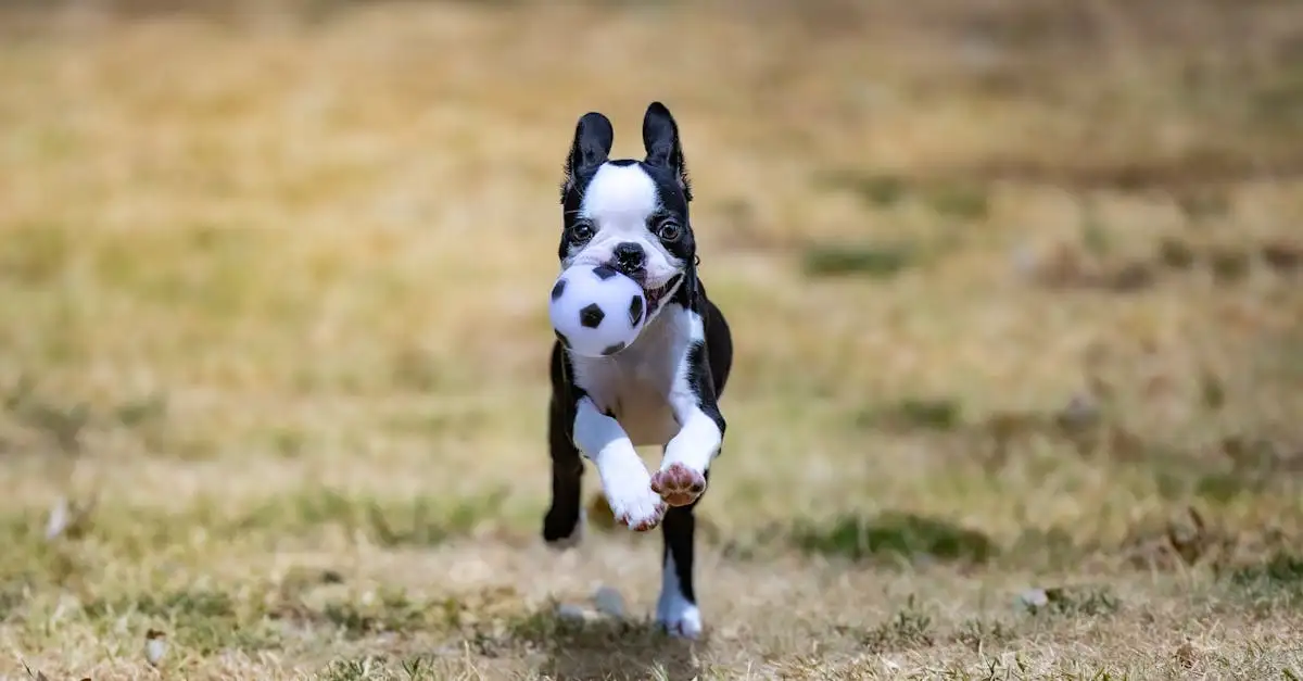Quale cane è il tuo compagno ideale? Scoprilo ora!