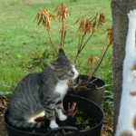 I gatti possono davvero manipolarci con il miagolio?