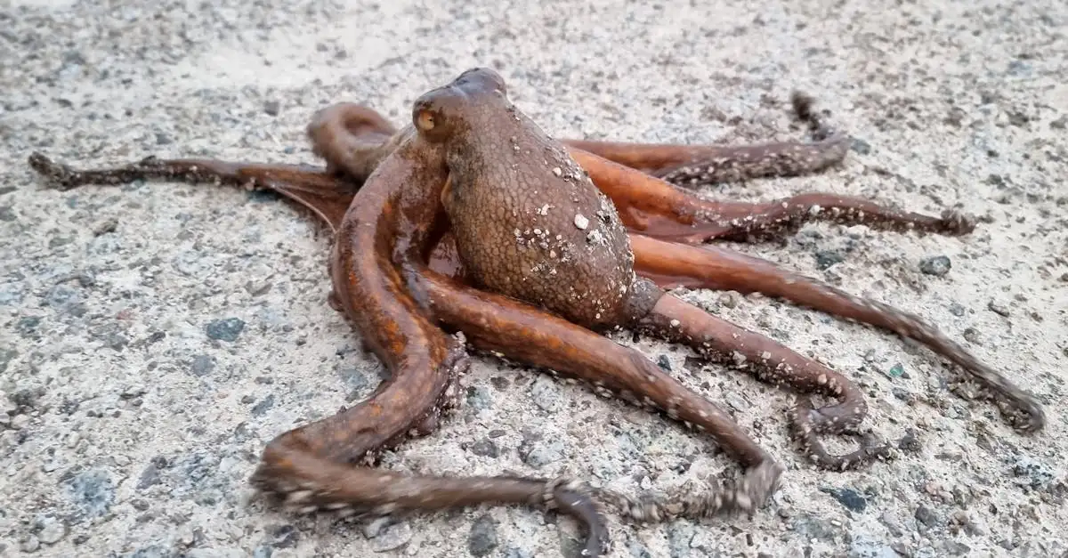 Perché il polpo è l'invertebrato più intelligente?