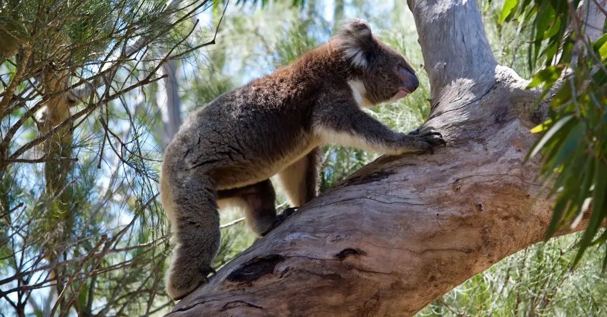 Quali sono gli animali simbolo dell'Australia?